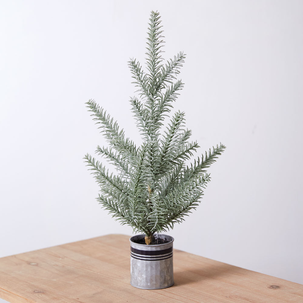 Tabletop Fir Tree